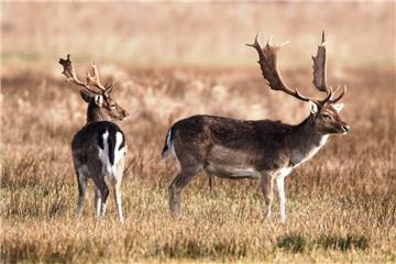 Damwild lebt in der Gemeinde Jade. Die Tiere sind vor einigen Jahren aus einem Gatter ausgebrochen und kommen in der freien Wildbahn gut klar.