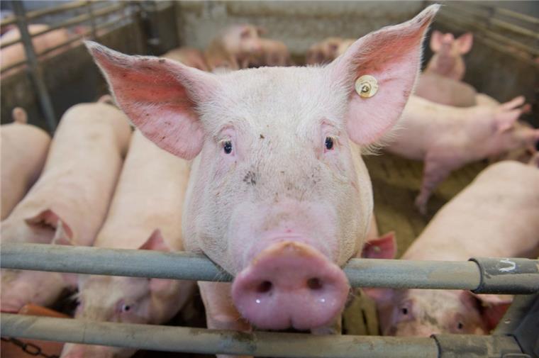 Dank des neuen Labels soll das Tierwohl für Schweine künftig steigen.