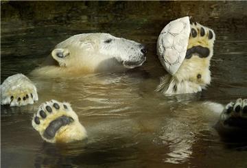 Eisbär schwimm rücklings im Wasser