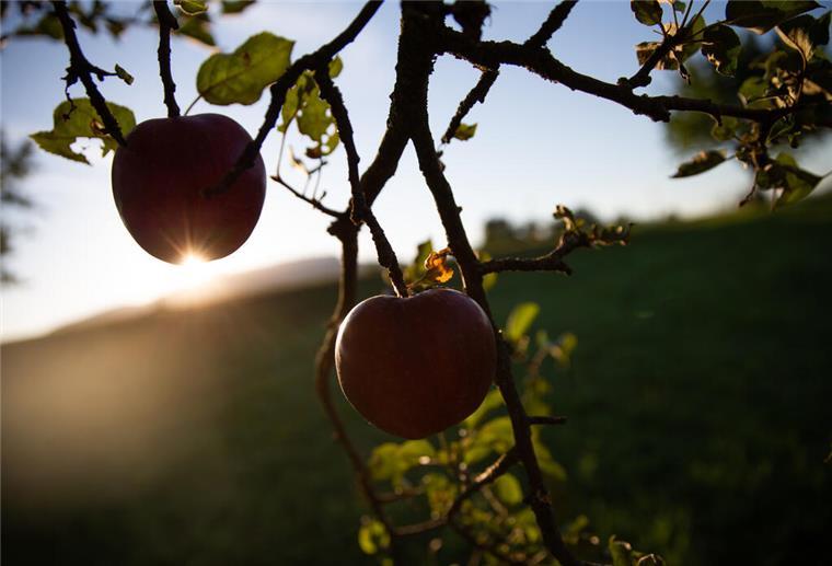 Zwei rote Äpfel hängen an einem Baum und werden von der aufgehenden Sonne angestrahlt.
