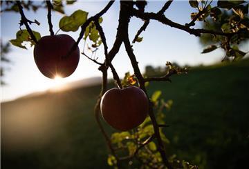 Zwei rote Äpfel hängen an einem Baum und werden von der aufgehenden Sonne angestrahlt.