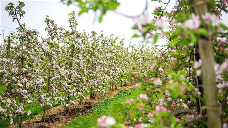 Obstblüte im Alten Land etwas früher als im Durchschnitt Das Alte Land ist das größte zusammenhängende Obstanbaugebiet Deutschlands.
