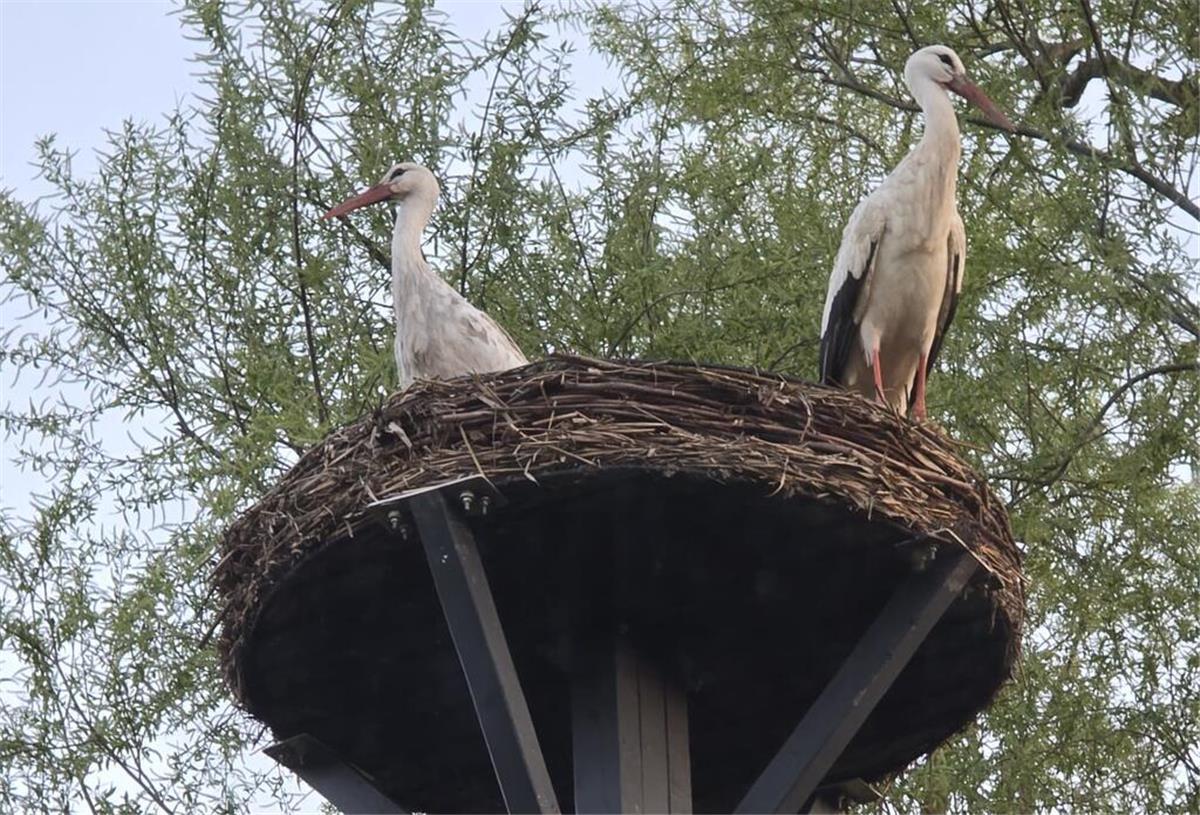 Zum ersten Mal seit Jahrzehnten wieder Störche in Atens Das Atenser Storchenpaar auf seinem Nest in der Straße Am Hechtgraben.