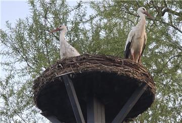 Das Atenser Storchenpaar auf seinem Nest in der Straße Am Hechtgraben.