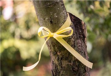 Das Band am Baum soll darauf aufmerksam machen, dass das Obst von allen gepflückt werden darf. 
