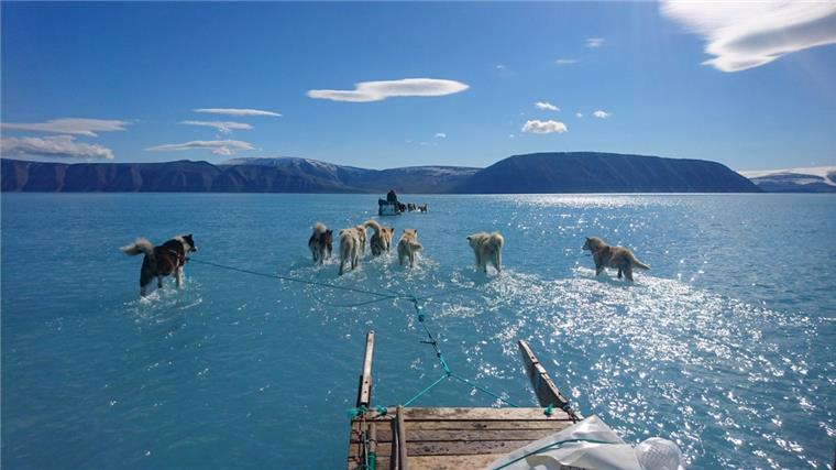 Dieses Foto aus Grönland geht um die Welt Das Bild des Kopenhagener Klimaforschers Steffen M. Olsen vom Dänischen Meteorologischen Institut zeigt, wie acht Hunde einen Schlitten an einem außergewöhnlich warmen Tag über das Meereseis ziehen. Statt des Eises ist jedoch nur noch knöchelhohes Schmelzwasser zu sehen.