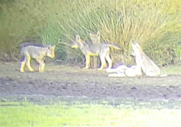 Das Bild von Uwe Steffens belegt die Existenz des Gnarrenburger Wolfsrudels. Es ist das zweite Rudel im Landkreis Rotenburg.