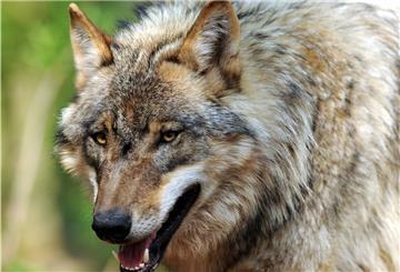 Das Bild zeigt einen Jungwolf. Wie alt das auf der A 27 verendete Tier war oder zu welchem Rudel es gehörte, ist im Moment noch nicht bekannt.