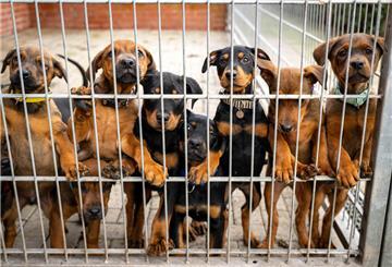 Hunde lehnen an dem Gitter eines Zwingers in einem Tierheim.