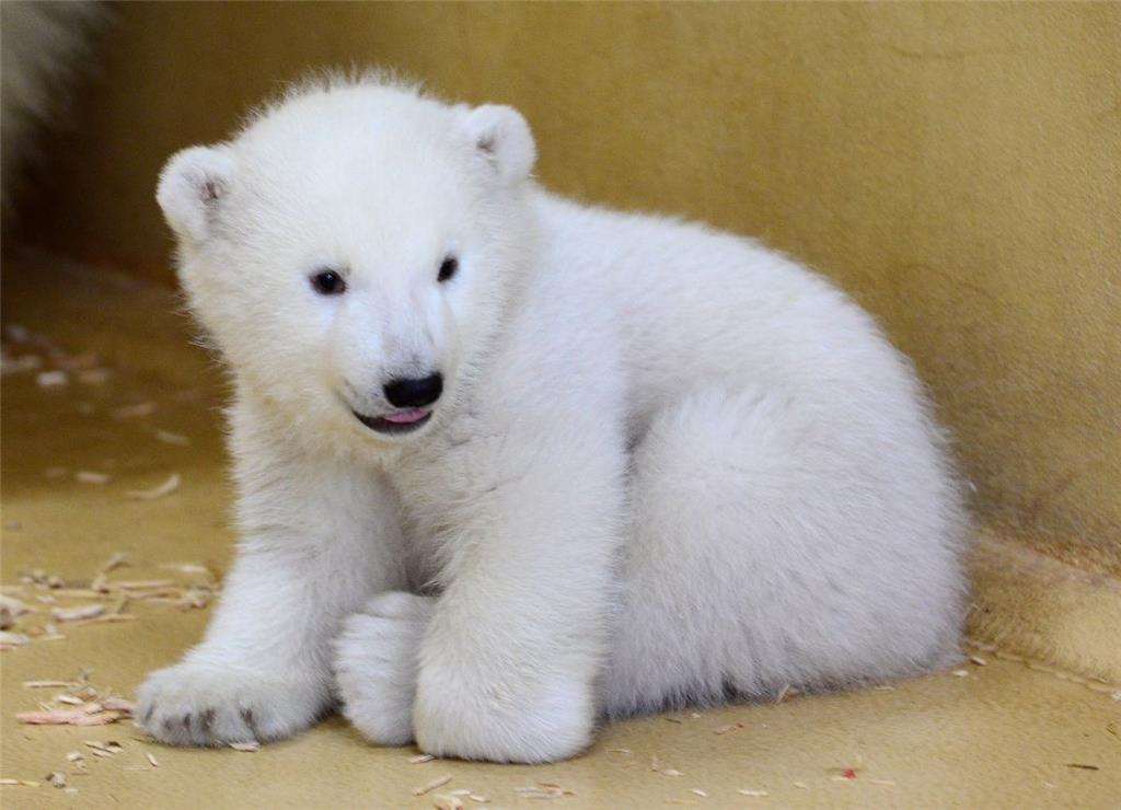 Das Eisbären-Mädchen versprüht gute Laune.