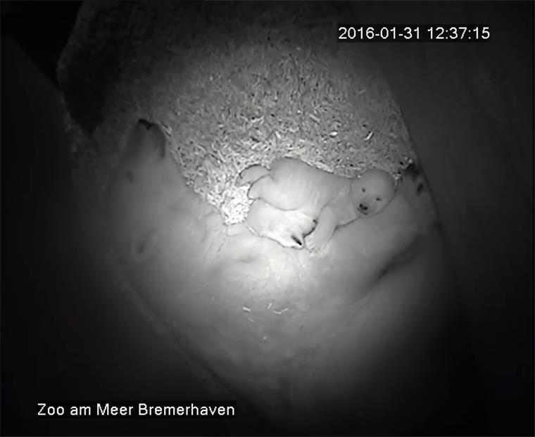 Das Eisbärenbaby krabbelt schon Das Eisbärenbaby aus dem Zoo am Meer wächst und gedeiht. Mittlerweile kann es schon krabbeln. Als nächstes lernt es zu schwimmen und anschließend Treppensteigen.