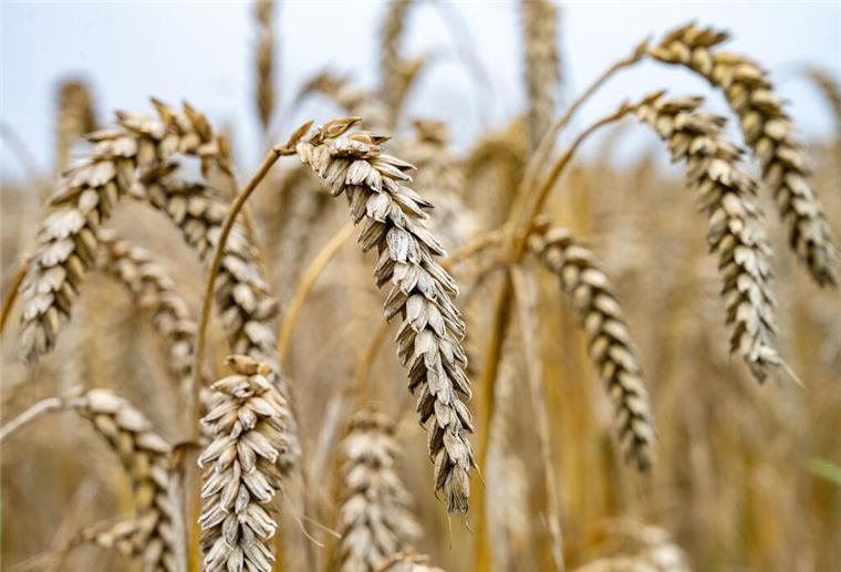 Getreide steht auf einem Feld