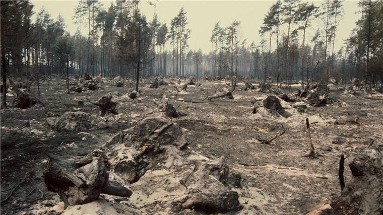 Das Feuer vernichtete Tausende Hektar Wald. (Archivbild)