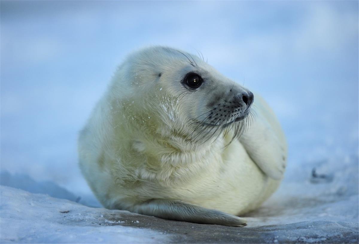 Wattenmeer: Zahl der Kegelrobben leicht gesunken Das Foto zeigt eine junge Kegelrobbe auf Helgoland. Die Kegelrobben sind das größte Raubtier an der insgesamt 500 Kilometer langen Wattenmeerküste und gehören zu den bekanntesten Arten der Region.