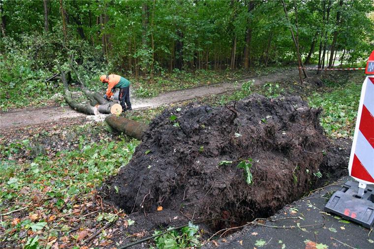 Das Gartenbauamt beseitigt Sturmschäden am Siebenbergensweg im Speckenbütteler Park. 