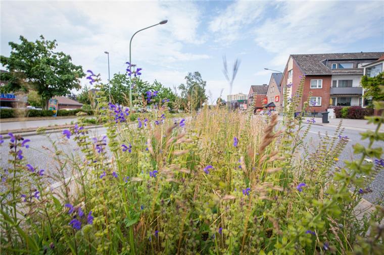 Bremerhaven setzt jetzt mehr auf bunte Blumen Das Gartenbauamt hat schon vor längerer Zeit angefangen, Blühstreifen anzulegen und auch Pflanzinseln an Straßen zu nutzen.