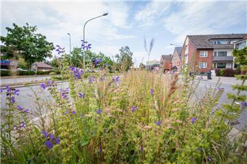 Das Gartenbauamt hat schon vor längerer Zeit angefangen, Blühstreifen anzulegen und auch Pflanzinseln an Straßen zu nutzen.