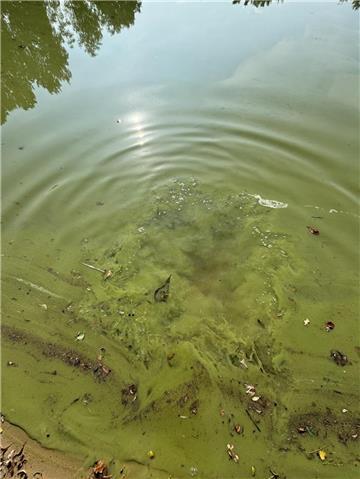 Strand wasser Blaualgen