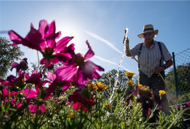 Verbrauch im Blick: Helfen Gartenwasserzähler beim Sparen? Ein Mann gießt in einer Kleingartenanlage am Morgen seine Pflanzen.