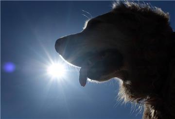 Hechelnder Hund