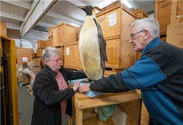  Wolfgang Timm und seine Frau Elke mit einem ausgestopften Kaiser-Pinguin.