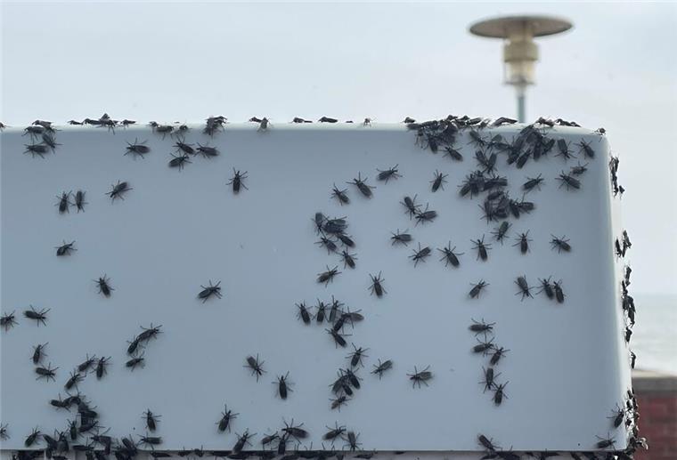 Zahlreiche schwarze Insekten auf einem weißen Parkscheinautomaten.