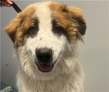 Das ist Locco. Der junge Hund sucht ein neues Zuhause, in dem er noch viel lernen kann.