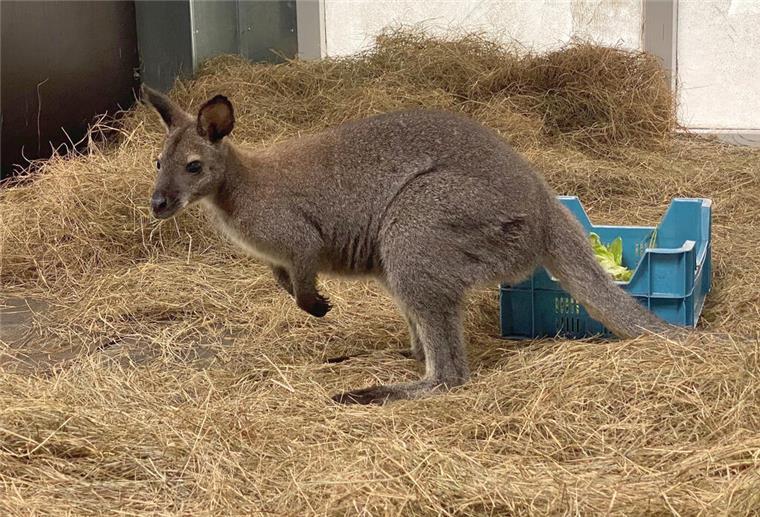 Das junge Bennett-Känguru im Känguru-Haus des Serengeti-Parks.