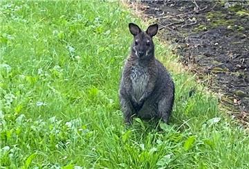Känguru auf einer Wiese
