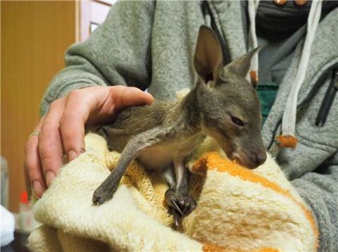 Das Kängurubaby «Muffin» wird im Tierpark Köthen (Sachsen-Anhalt) mit der Hand aufgezogen. 