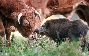 Das klappt: Eine Rinderherde hat ein Wildschwein adoptiert. Foto dpa