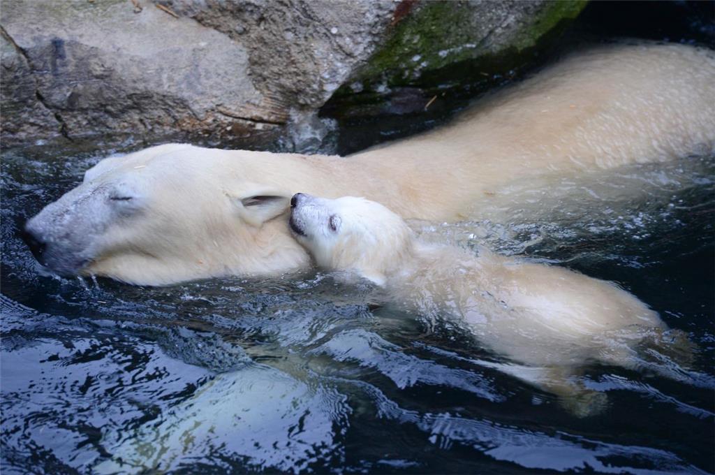 Das kleine Eisbärenmädchen sprang direkt seiner Mutter hinterher in das Schwimmbecken.