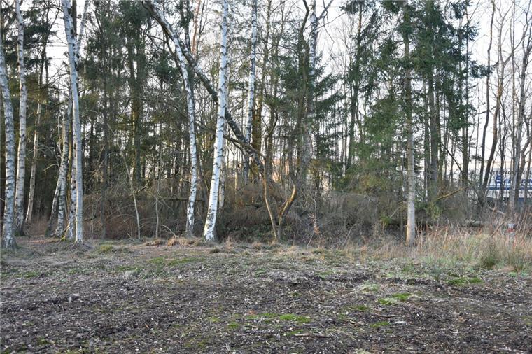 Das kleine und eher spärlich bewachsene Birkenwäldchen im Schatten der Lagergebäude der Molkerei am Tannenkamp, über vier Jahre im Mittelpunkt erbitterter politischer Auseinandersetzungen, wird nun einem Hochregallager des Deutschen Milchkontors weichen. 