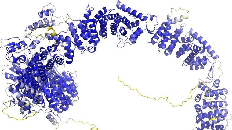 „AlphaFold 3“ sagt Struktur aller Moleküle des Lebens voraus Das Modell der AlphaFold Protein Structure Database stellt das Rückgrat der Proteinstruktur dar. Sogenannte Sekundärstrukturelemente sind als Bänder wiedergegeben. In den blauen Bereichen ist das Model vermutlich zuverlässig. Die gelben Bereiche sind wahrscheinlich flexibel, und nur eine mögliche Struktur ist dargestellt.