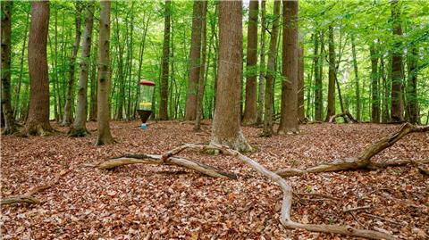 Das Monitoring soll neue Erkenntnisse für den naturnahen Waldbau und den integrativen Waldnaturschutz liefern.