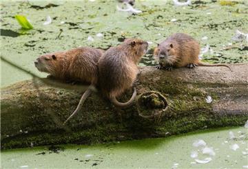 Drei Nutrias sitzen auf einem Baumstamm im Wasser.
