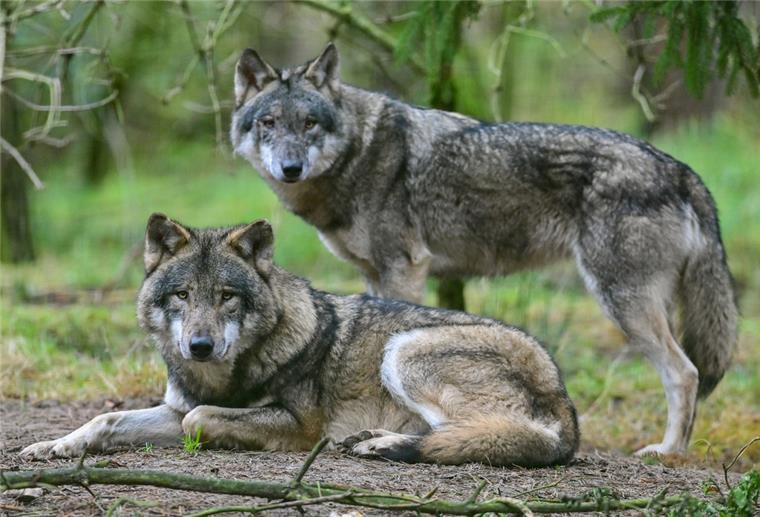Das Niedersächsische Umweltministerium geht davon aus, dass sich über kurz oder lang auch in der Wesermarsch ein festes Wolfsrudel ansiedeln wird.