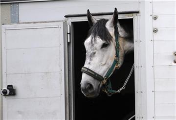 Pferd schaut aus Pferdeanhänger