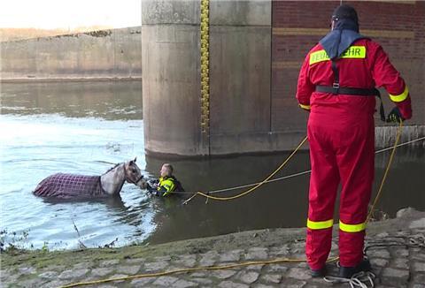 Feuerwehrleute retten ein blindes Pferd aus dem Fluss Leine.