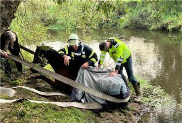 Pferd wurde von der Feuerwehr aus der Oste befreit