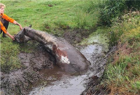 Das Pferd rutschte in den Graben und konnte sich nicht selbst befreien. Die Feuerwehr Schiffdorf rückte aus.