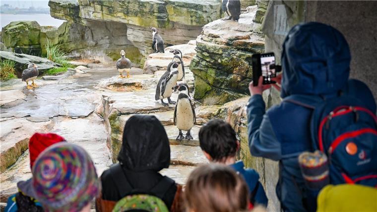 Das Pinguin-Orakel hat eine Entscheidung gefällt: Diese Mannschaft wird gewinnen