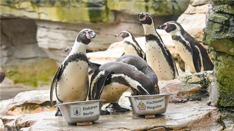 Das Pinguin-Orakel hat eine Entscheidung gefällt: Diese Mannschaft wird gewinnen Pinguin-Orakel im Zoo am Meer hat seine Entscheidung getroffen.