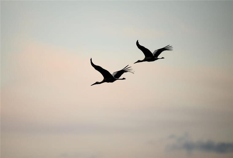 Rätsel um explodierende Vögel: mysteriöse Fälle sollen aufgeklärt werden Zwei Vögel fliegen am Himmel.