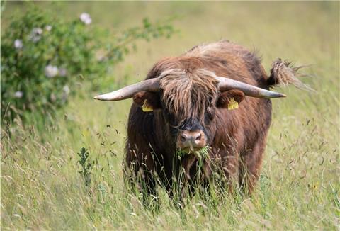Hochlandrind grast auf einer Weide