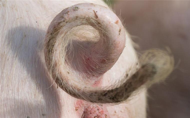 Das Ringelschwänzchen eines Schweins auf einem Bauernhof. Das Abschneiden der Ringelschwänze bei Schweinen ist eigentlich schon seit Jahren EU-weit verboten, wird aber noch toleriert. 