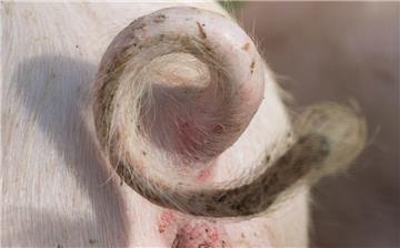 Das Ringelschwänzchen eines Schweins auf einem Bauernhof. Das Abschneiden der Ringelschwänze bei Schweinen ist eigentlich schon seit Jahren EU-weit verboten, wird aber noch toleriert. 