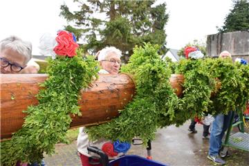 Das Schmücken des Baumes ist Teamarbeit. Erst wird ein mit Buchs geschmücktes Seil um den Stamm gebunden und anschließend der Baum mit den bunten Krepp-Blüten dekoriert.