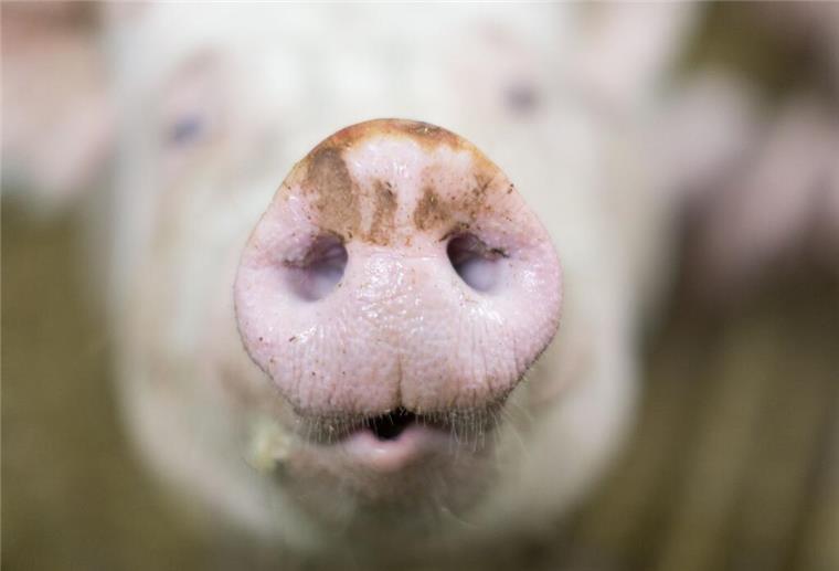 Das Schwein konnte am Abend nicht eingefangen werden.