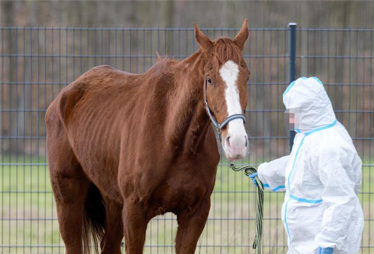 Tierquäler-Transport gestoppt: Pferde schlimm abgemagert Pferd und Pfleger stehen auf einer Weide.